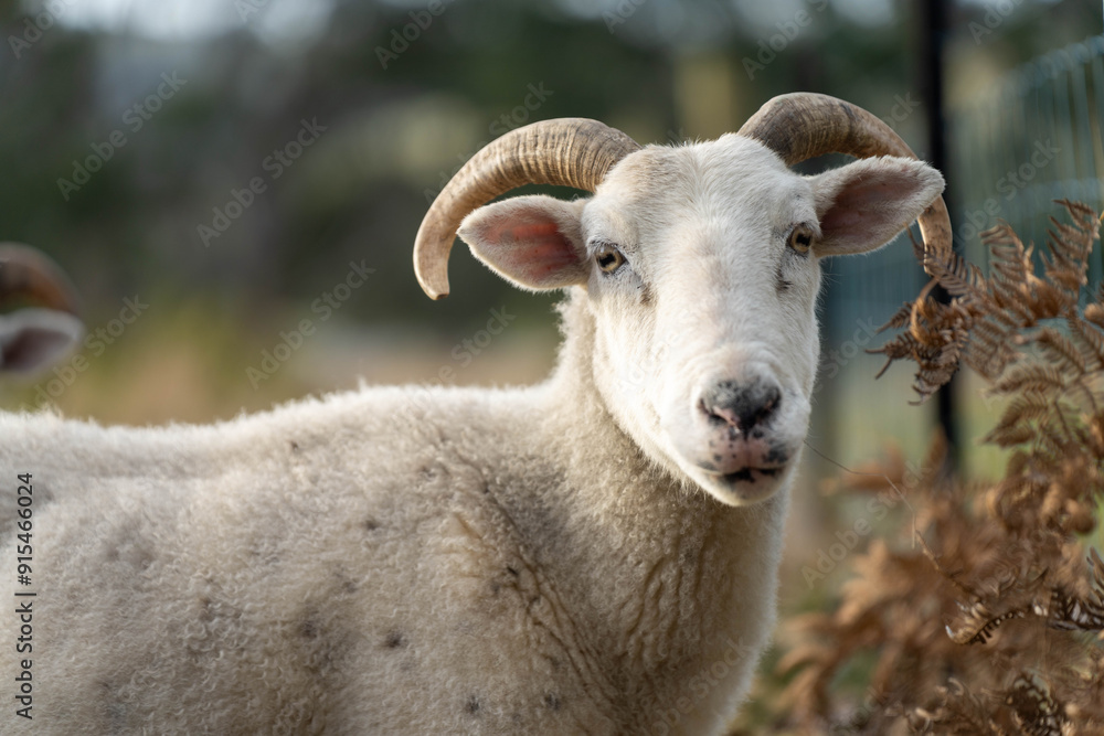 Merino sheep with lambs, grazing and eating grass in New zealand and Australia Merino sheep with lambs, grazing and eating grass in New zealand and Australia