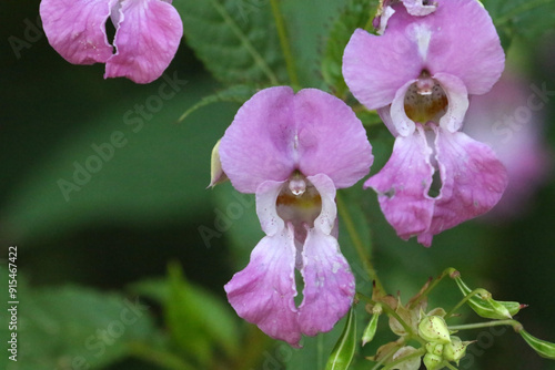 HImalayan Balsam Wildlfower photo