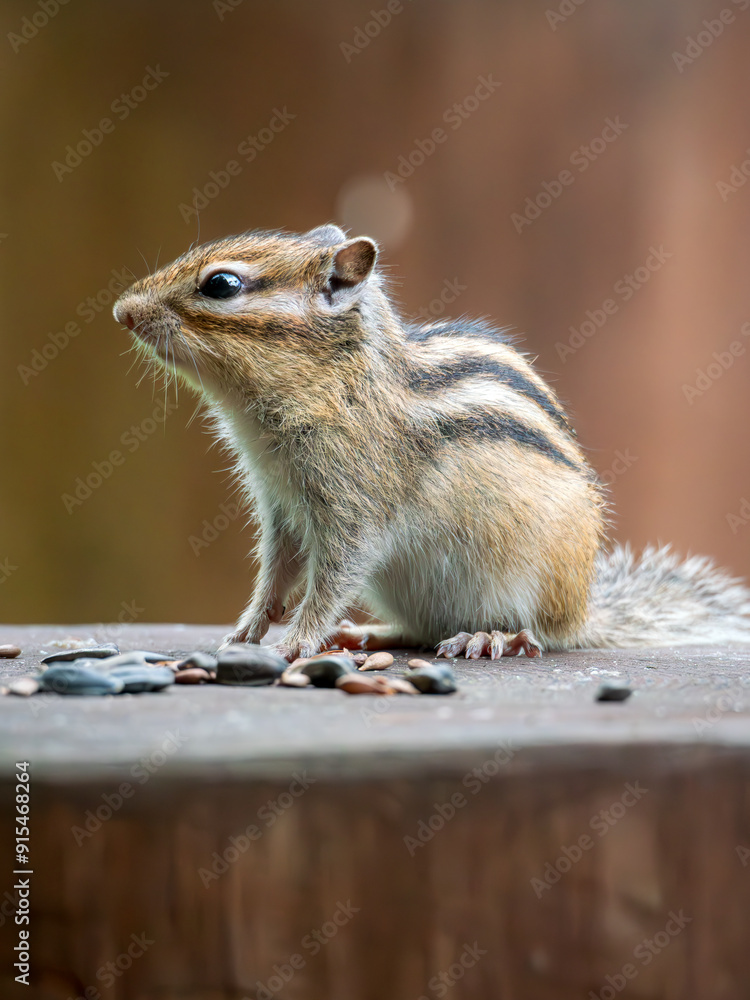 Obraz premium Chipmunk sitting on a stump. Close-up