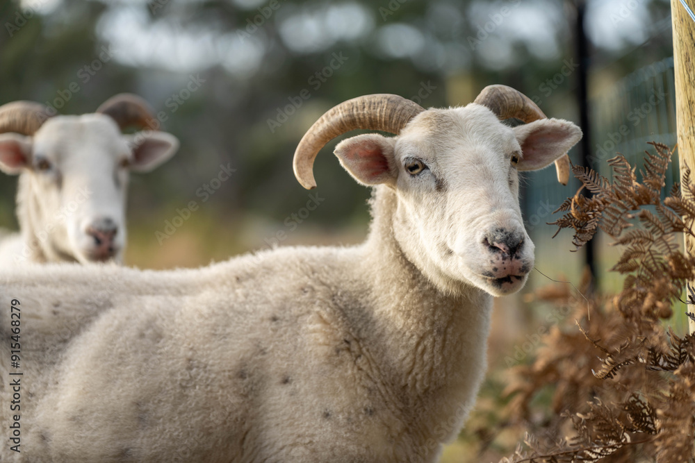 Sheep and Lambs in Australian Fields drinking milk and eating grass Sheep and Lambs in Australian Fields drinking milk and eating grass