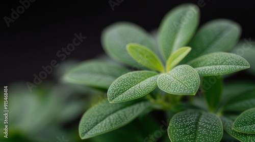 Close-Up View of Green Leaves Against Dark Background in Natural Light