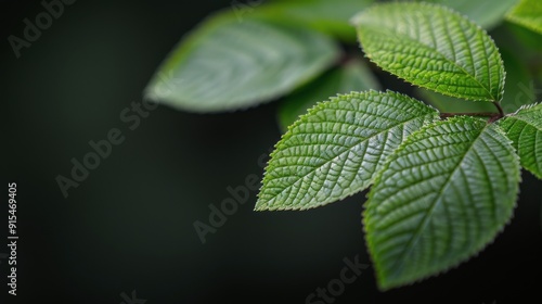 Close-Up View of Green Leaves Against Dark Background in Natural Light