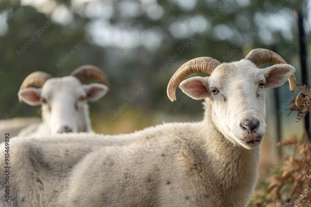 lamb drinking milk from a sheep in a field in golden light in spring time in england lamb drinking milk from a sheep in a field in golden light in spring time in england