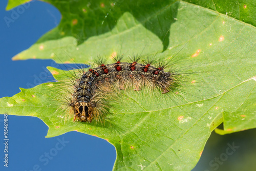 Spongy Moth Caterpillar - Lymantria dispar