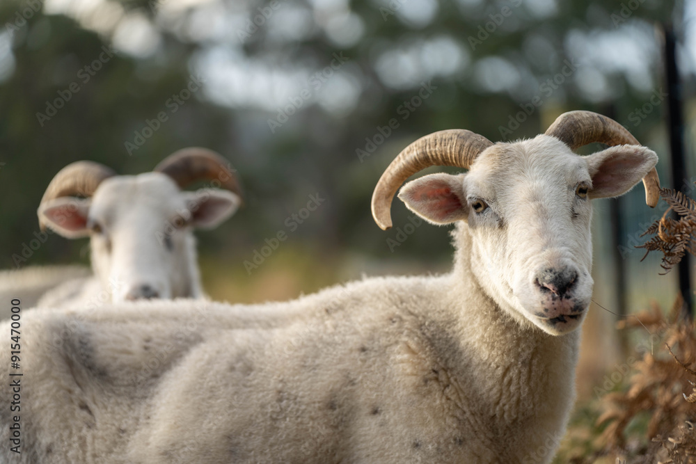 Fototapeta premium Merino sheep with lambs, grazing and eating grass in New zealand and Australia