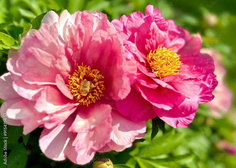 pretty pink peony flower pretty pink peony flower