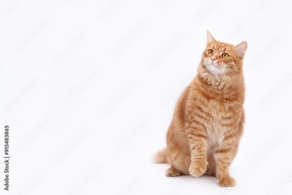 Beautiful red Cat sits and looks away. Cat close up. Cute fluffy Kitten. Kitten on a white background. Pet. Animal care. Animal background. Place for text. Domestic ginger cat. Copy space Beautiful red Cat sits and looks away. Cat close up. Cute fluffy Kitten. Kitten on a white background. Pet. Animal care. Animal background. Place for text. Domestic ginger cat. Copy space