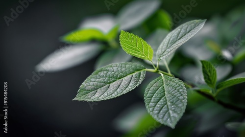 Close-Up View of Green Leaves Against Dark Background in Natural Light