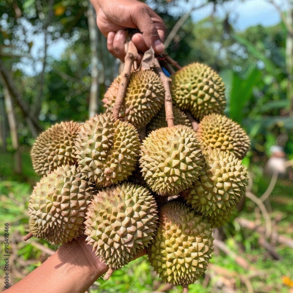 Collecting the results of the first year of durian, Collecting the results of the first year of durian,