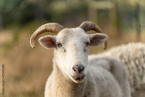 Quadro em tela Dry land shorn Merino sheep on a farm in a drought Summer in Australia