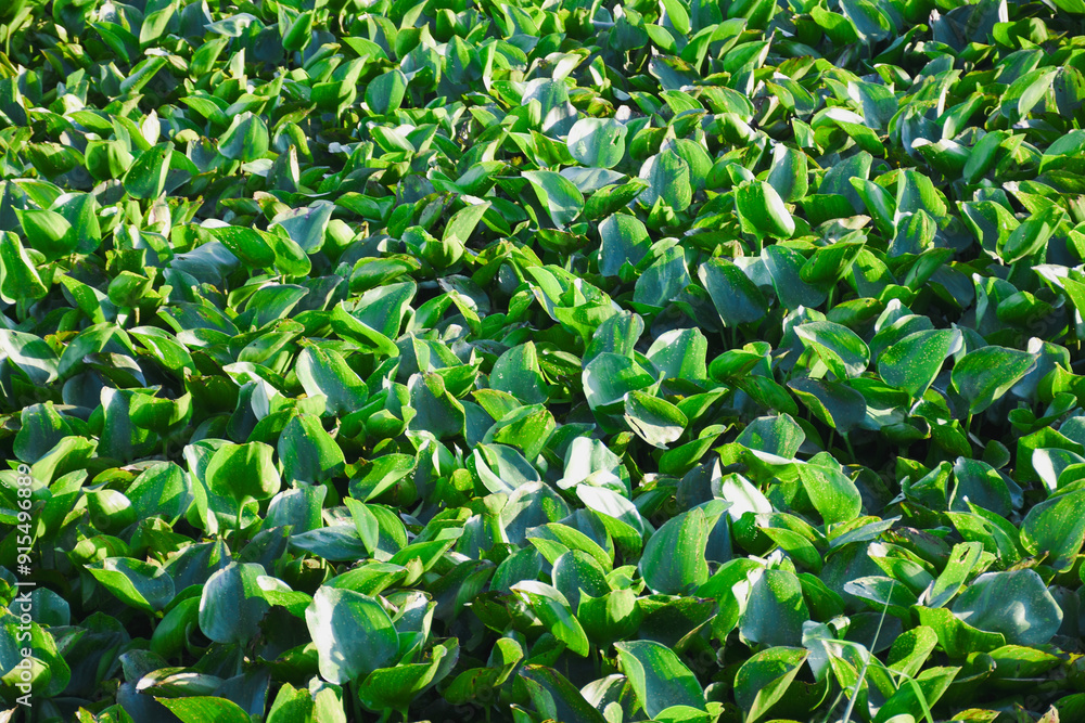 water hyacinth plant in the river water hyacinth plant in the river