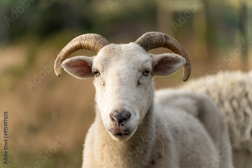 lamb drinking milk from a sheep in a field in golden light in spring time in england