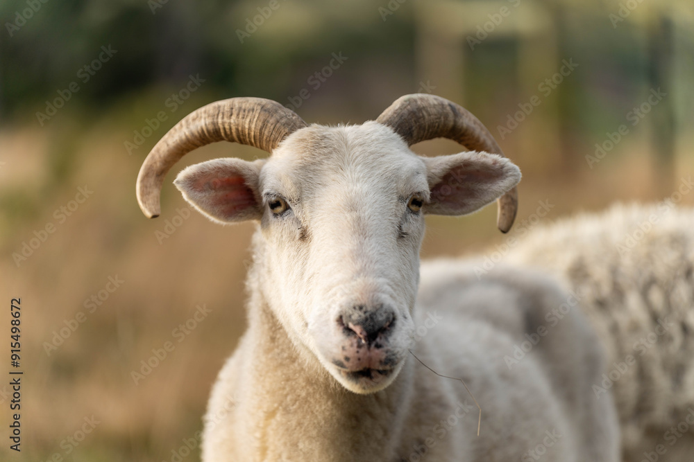 Sheep and Lambs in Australian Fields drinking milk and eating grass Sheep and Lambs in Australian Fields drinking milk and eating grass