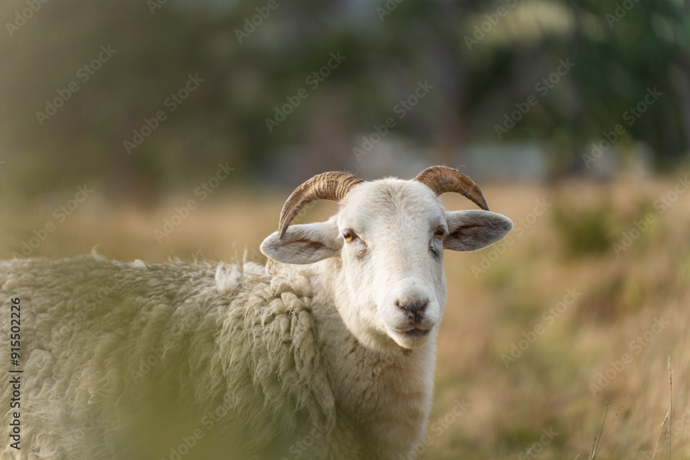Sheep in a field. Merino sheep, grazing and eating grass in New zealand and Australia with lambs drinking milk Sheep in a field. Merino sheep, grazing and eating grass in New zealand and Australia with lambs drinking milk