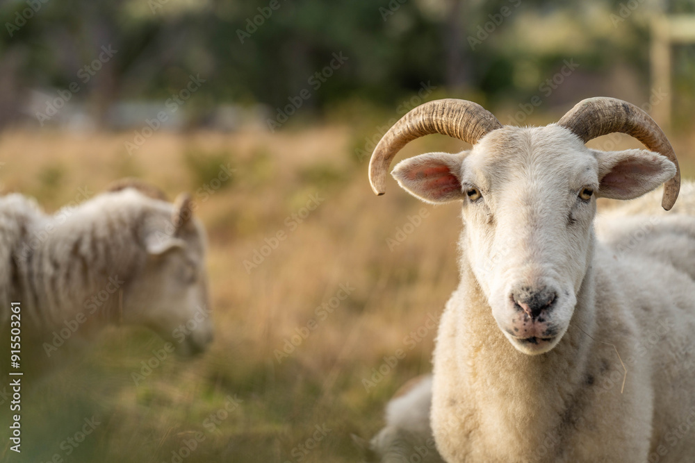 Merino sheep, grazing and eating grass in New zealand and Australia with baby lambs Merino sheep, grazing and eating grass in New zealand and Australia with baby lambs