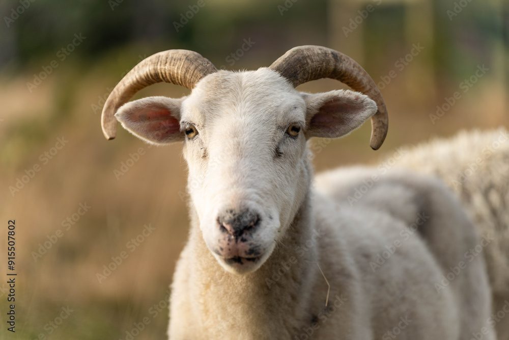 Merino sheep, grazing and eating grass in New zealand and Australia with baby lambs Merino sheep, grazing and eating grass in New zealand and Australia with baby lambs