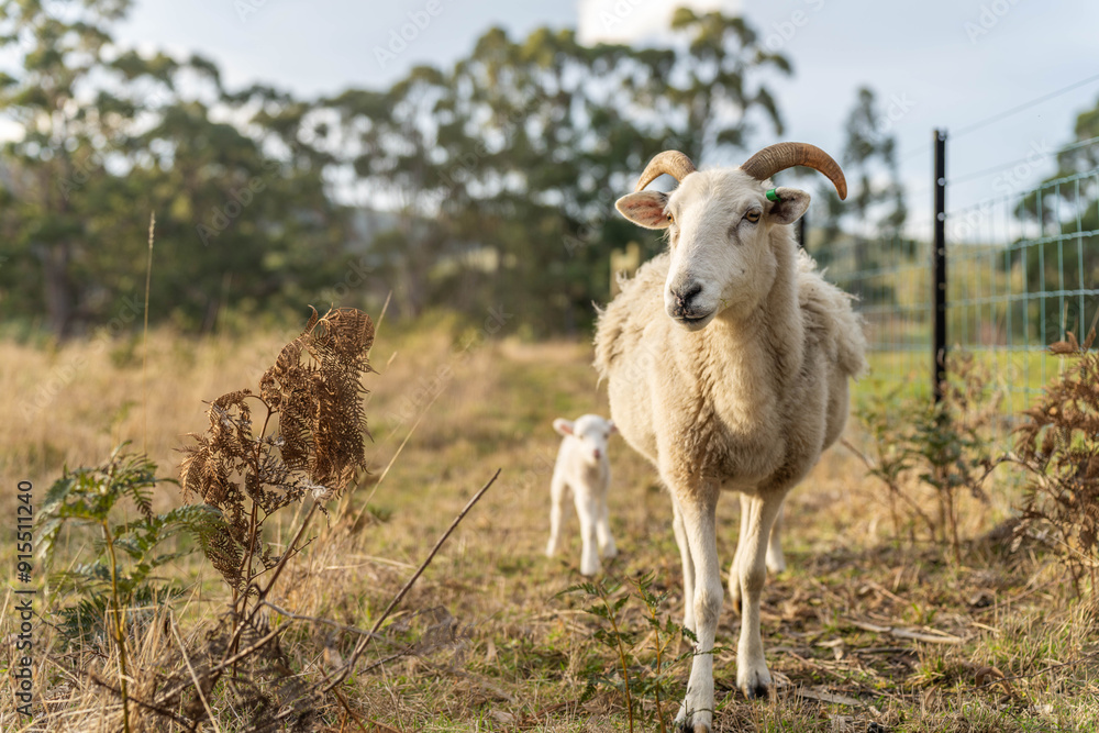Obraz premium Sheep in a field. Merino sheep, grazing and eating grass in New zealand and Australia with lambs drinking milk