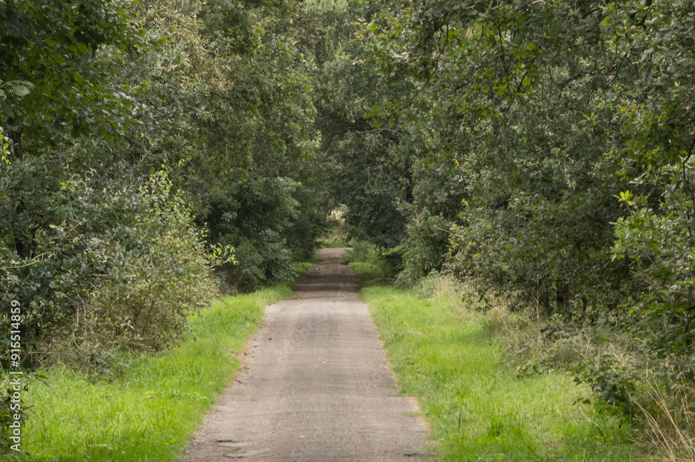 Narrow tarmac road through the forest Narrow tarmac road through the forest