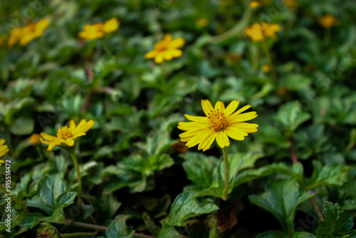 yellow flowers in the garden