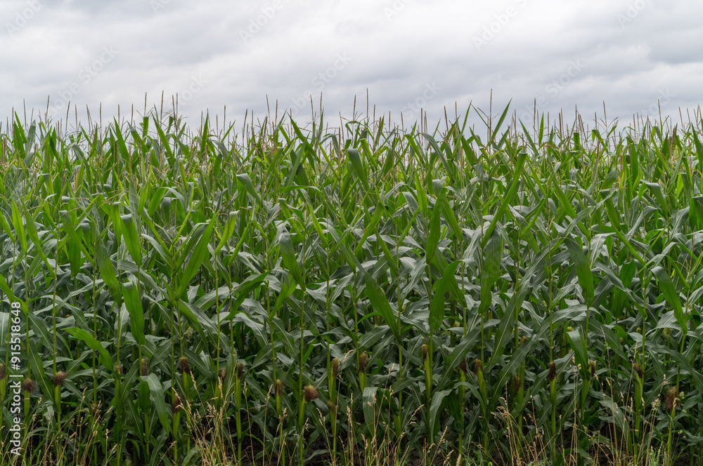 large maize field just before the harvestv large maize field just before the harvestv