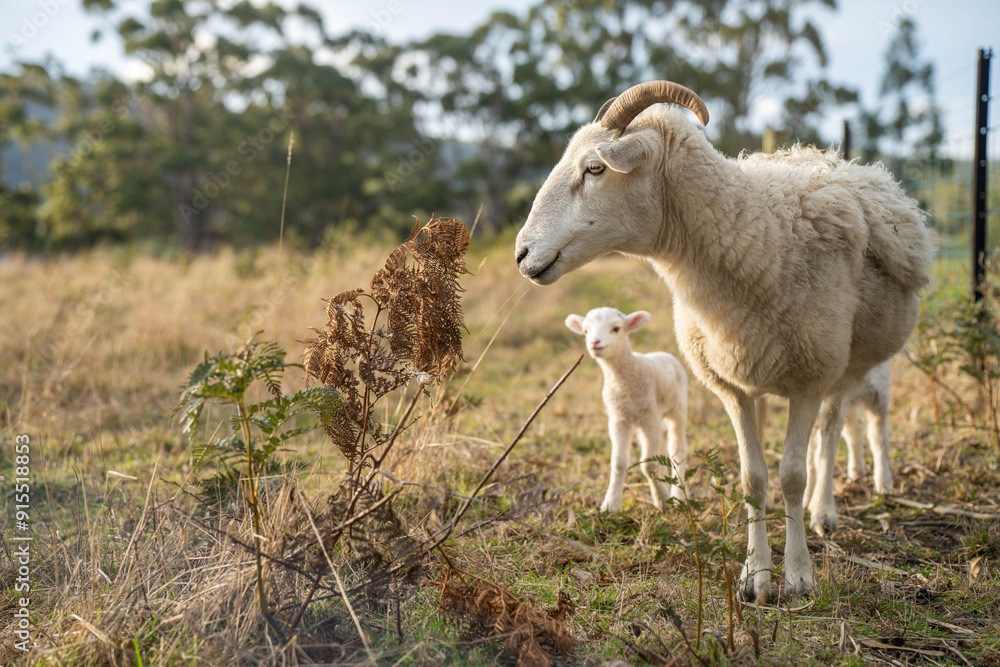 Sheep and Lambs in Australian Fields drinking milk and eating grass Sheep and Lambs in Australian Fields drinking milk and eating grass