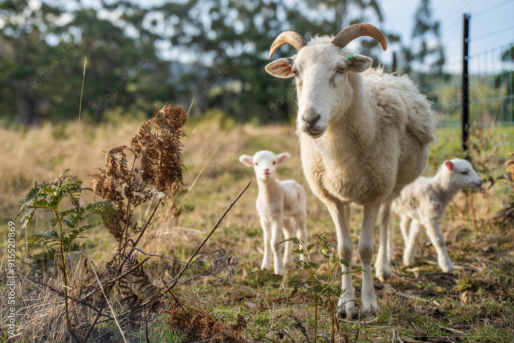 Fototapeta premium Agricultural farm practicing regenerative farmer, with sheep grazing in field practicing rotational grazing storing carbon in the soil through fungi by carbon sequestration