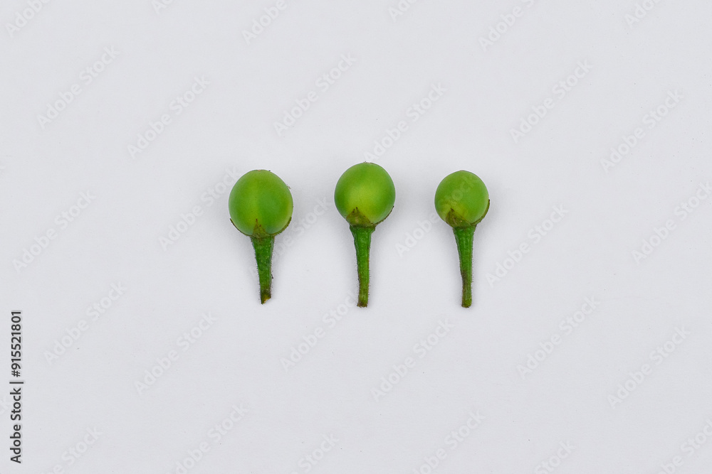 Solanum torvum isolated on white, Turkey Berry, Pokak, Takokak Solanum torvum isolated on white, Turkey Berry, Pokak, Takokak