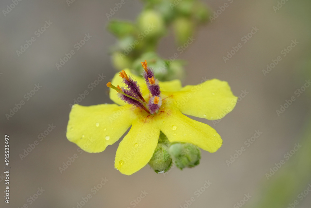 Detailed colorful closeup on a fragile yellow flower of scallop-leaved or wavyleaf mullein wildflower, Verbascum sinuatum in the Gard, France Detailed colorful closeup on a fragile yellow flower of scallop-leaved or wavyleaf mullein wildflower, Verbascum sinuatum in the Gard, France