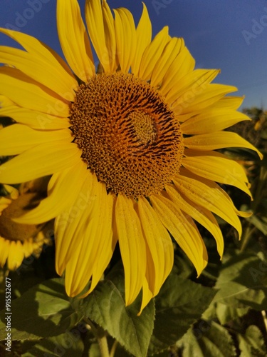 A Beautiful sunflower in the light of the rising sun