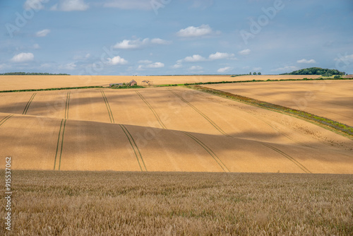 Rolling fields of wheat