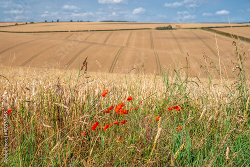 Poppy verge bye wheat field