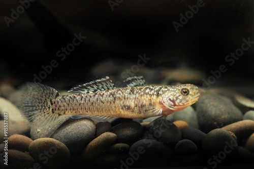 Billede på lærred Femle Mangrove or Helmeted goby (Mugilogobius parvus)