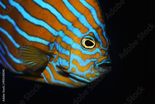 Blue Line Angelfish (Chaetodontoplus septentrionalis) photo