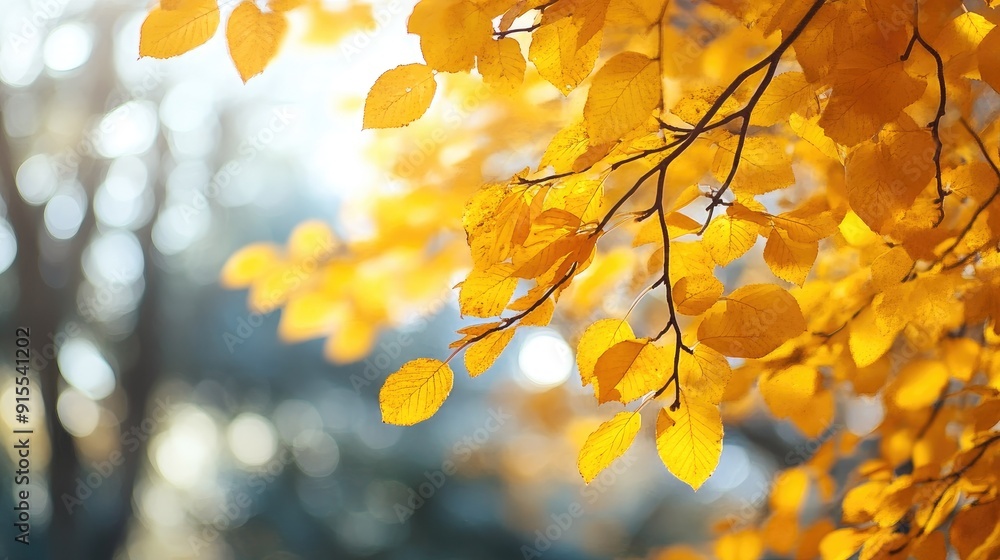 Beautiful autumn landscape with yellow trees bokeh Beautiful autumn landscape with yellow trees bokeh