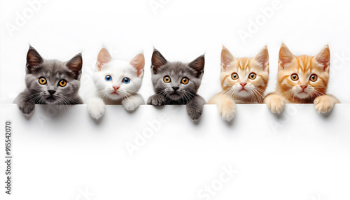 Five cute cats heads on a message board isolated on a white background. Spacy text. photo