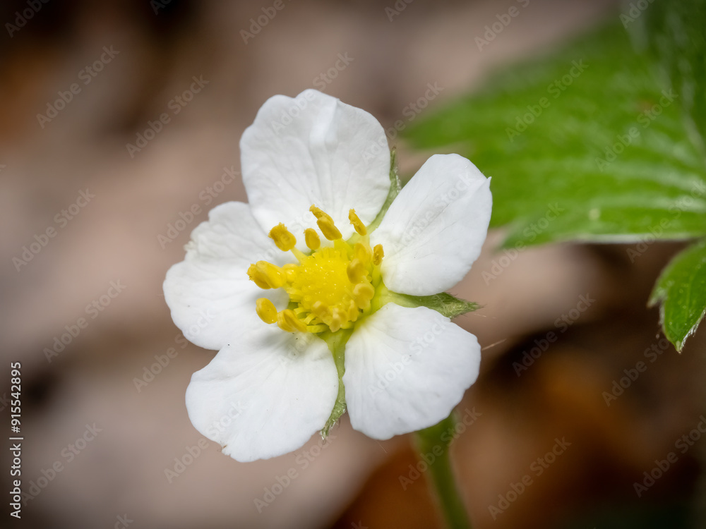 Close-up with wild strawberry (fragaria vesca) flower Close-up with wild strawberry (fragaria vesca) flower