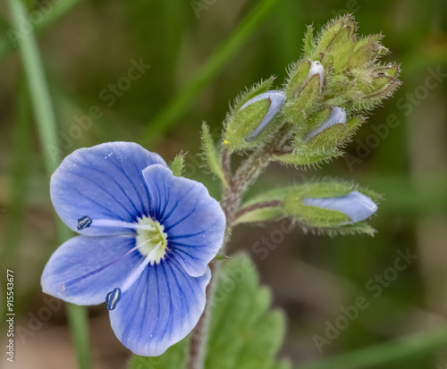 Close-up with germander speedwell ( veronica  chamaedrys ) flower photo