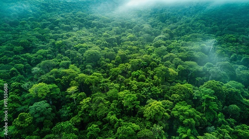 Forests capturing carbon dioxide, mitigating climate change effects, forest resources weather, carbon sequestration photo