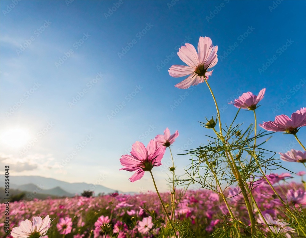 peach tree with beautiful pink flower with blue sky cloud and sun light at sunset peach tree with beautiful pink flower with blue sky cloud and sun light at sunset
