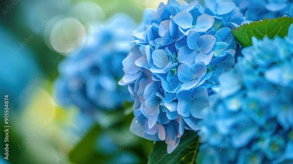 Tender Beauty - Close-up of a Vibrant Blue Hydrangea Flower Petal with Delicate Details Tender Beauty - Close-up of a Vibrant Blue Hydrangea Flower Petal with Delicate Details