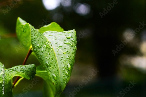 A high-resolution glimpse into natures forest