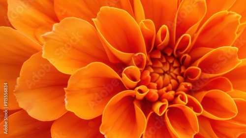 Vibrant Close-up of Luminous Orange Marigold Flower Blossom