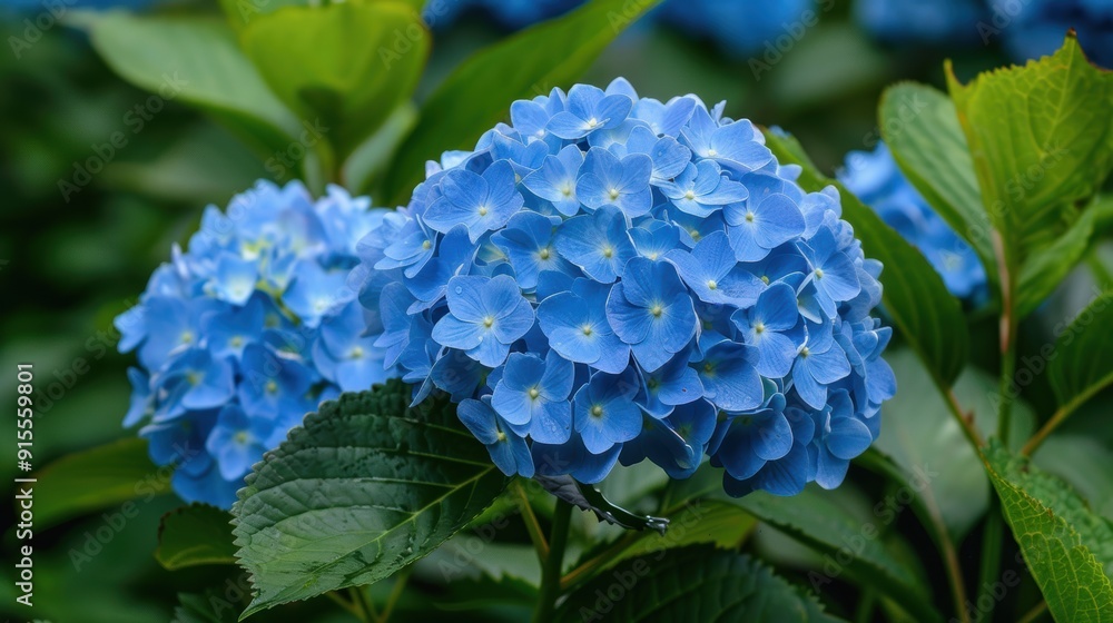 Vibrant Blue Hydrangea Close-up in Lush Summer Garden Vibrant Blue Hydrangea Close-up in Lush Summer Garden