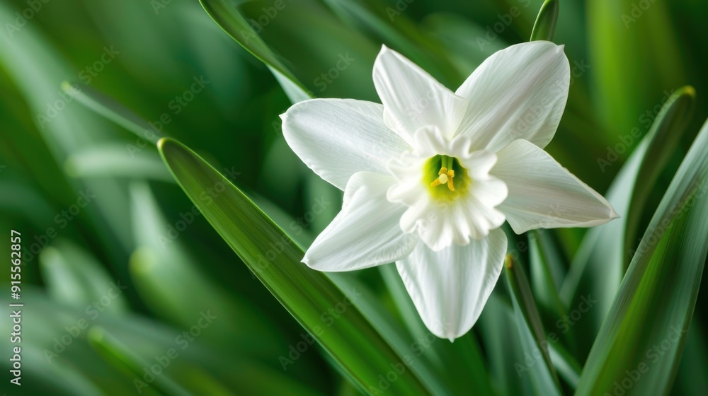 Vibrant White Daffodil Blossom with Lush Green Leaves in Close-up Detail Vibrant White Daffodil Blossom with Lush Green Leaves in Close-up Detail