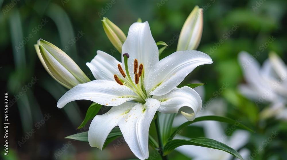 Fototapeta premium Delicate Blooming White Lily in Close-up Detail