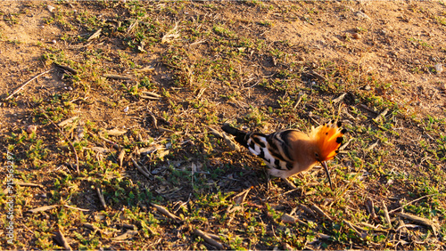 Pájaro marrón con cresta photo