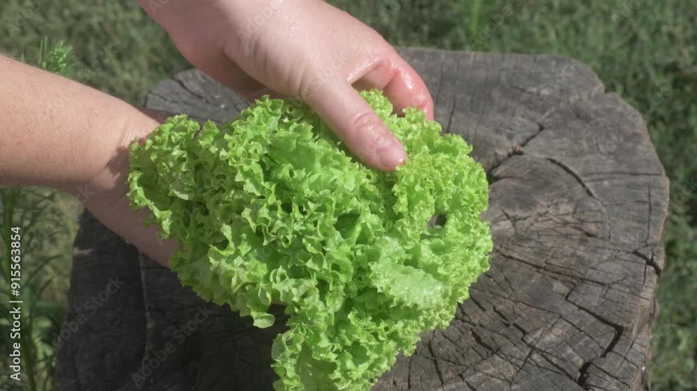 Freshly Harvested Lettuce Arranged on a Wooden Surface for Presentation and Enjoyment Freshly Harvested Lettuce Arranged on a Wooden Surface for Presentation and Enjoyment