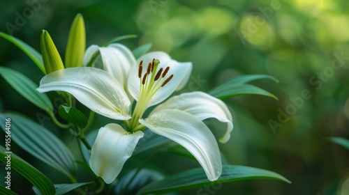 Serene Close-up of White Lily with Lush Green Leaves in Natural Light