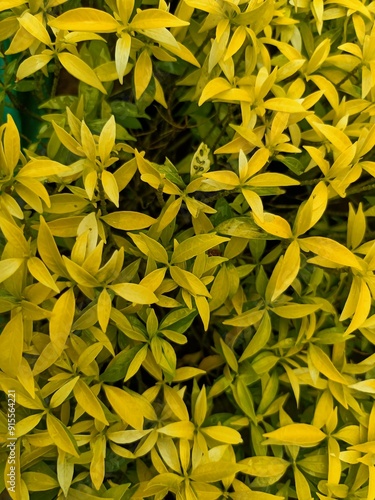 Close-up plant Ligustrum Ovalifolium Aureovariegata