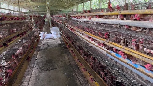 Commercial Broiler Chicken Farming with Caged Poultry Farm